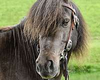 pony-miniature