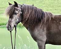 trick-trained-miniature-pony