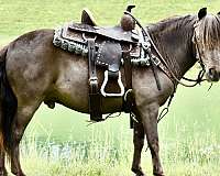all-around-miniature-pony