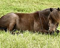 babysitter-miniature-pony