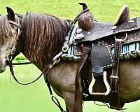 companion-miniature-pony