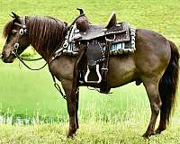 driving-miniature-pony