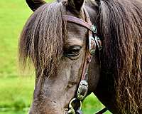 finished-miniature-pony