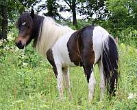 stud-miniature-pony