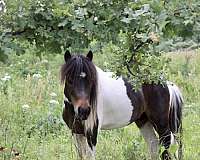 mini-stud-miniature-pony