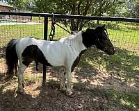 miniature-stallion-pony