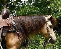 dappled-miniature-pony