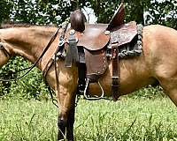 beginner-miniature-pony