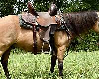 companion-miniature-pony