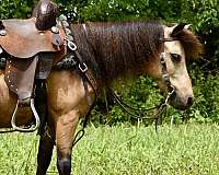 driving-miniature-pony