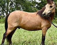 experienced-miniature-pony