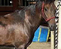 age-paso-fino-pony