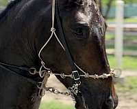 pasofino-paso-fino-pony