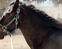 athletic-paso-fino-pony