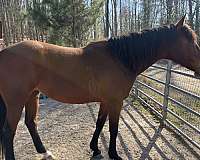 bay-quarter-horse-mare