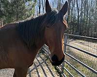 bay-mare-for-sale