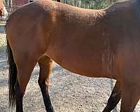 15-hand-quarter-horse-mare