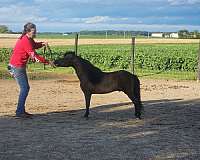 miniature-horse-for-sale