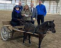 miniature-horse