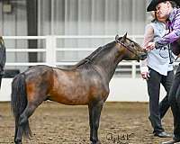 miniature-stallion