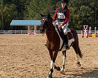tobiano-star-4-stockings-pony