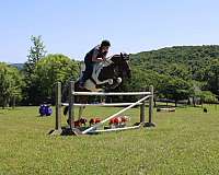 advanced-chincoteague-pony