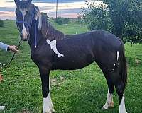 forsale-barockpinto-friesian-horselovers-futurech-horse