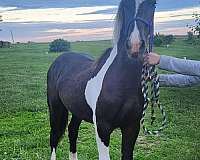 forsale-barockpinto-friesian-horselovers-futurech-filly