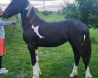 all-around-friesian-horse