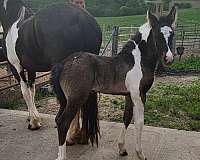 dressage-friesian-horse