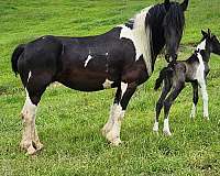 driving-friesian-horse