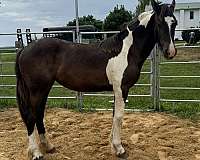 english-pleasure-friesian-horse