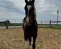 world-grand-champion-friesian-horse