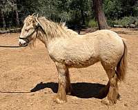 smokey-black-pearl-horse
