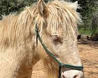 caliornia-gypsy-vanner-horse