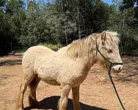 caliornia-horse