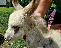 adms-donkey-foal