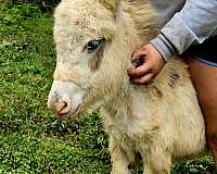 man-donkey