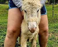 may-donkey
