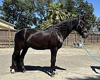 couple-anklets-horse