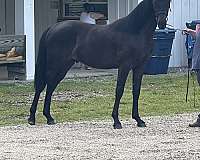 price-rocky-mountain-horse
