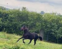 great-price-rocky-mountain-horse