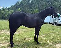 rocky-mountain-stud-horse