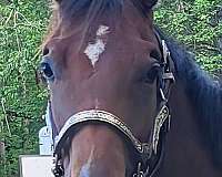 16-hand-quarter-horse-yearling