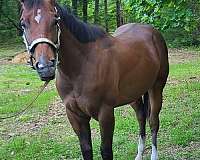 star-horse