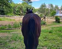 snip-horse