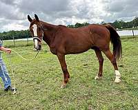 beginner-morgan-horse