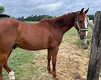 trail-morgan-horse