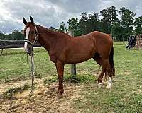 trail-riding-morgan-horse