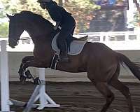 17-hand-thoroughbred-gelding